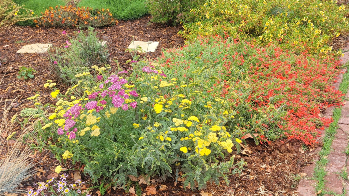 Alameda Backyard TV slide.png